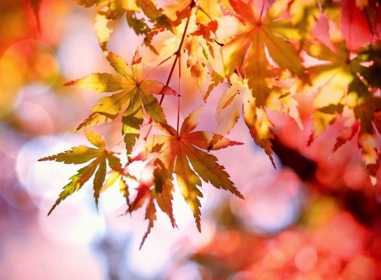 Herbstkarte